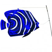 Korean Angel Fish
